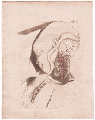 A View of the Vertebral and Carotid Arteries...in a Child